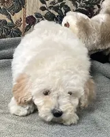 Milton, a male Poodle - Toy  for sale in Wrightsville, GA – 3 of 8