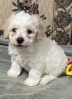 Dawson, a male Bichon Frise for sale in Wrightsville, GA – 6 of 10