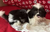 Essie, a female Shih Tzu for sale in Wrightsville, GA – 6 of 7