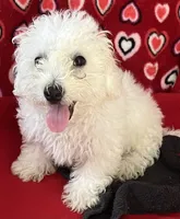 Delwin, a male Bichon Frise for sale in Wrightsville, GA – 8 of 10