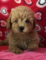 Warna, a female Poodle - Toy  for sale in Wrightsville, GA – 2 of 10