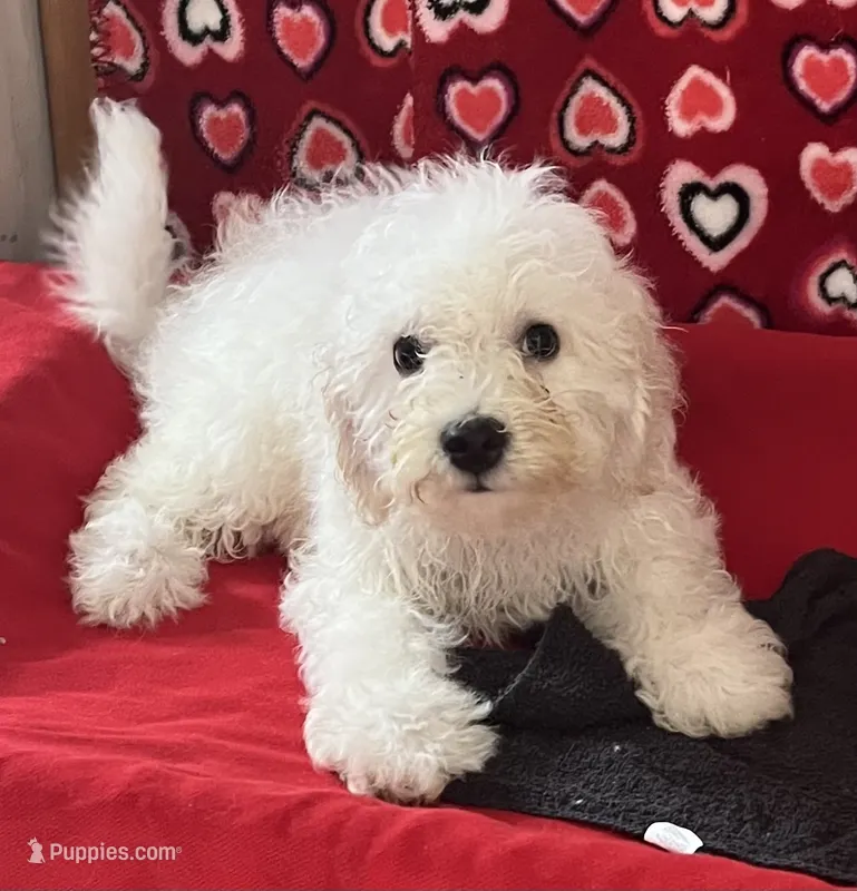 Milburn – Bichon Frise puppy for sale in Wrightsville, GA