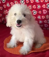 Tilton, a male Bichon Frise for sale in Wrightsville, GA – 6 of 10
