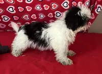 Earl, a male Shih Tzu for sale in Wrightsville, GA – 8 of 10