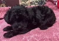 Corlyn, a female Yorkshire Terrier and Poodle - Toy  for sale in Wrightsville, GA – 3 of 10