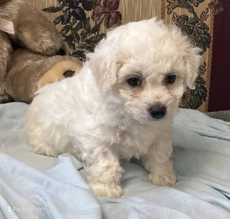 Merilyn – Bichon Frise puppy for sale in Wrightsville, GA