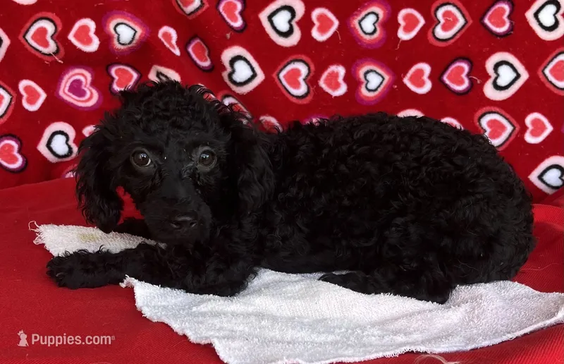 Idra – Poodle - Toy  puppy for sale in Wrightsville, GA