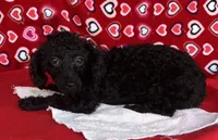 Idra, a female Poodle - Toy  for sale in Wrightsville, GA – 1 of 10