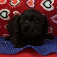 Wylie, a female Poodle - Toy  for sale in Wrightsville, GA – 2 of 10