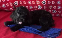 Zuma, a female Shih Tzu and Poodle - Toy  for sale in Wrightsville, GA – 6 of 10