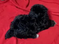 Cyrano, a male Yorkshire Terrier and Poodle - Toy  for sale in Wrightsville, GA – 8 of 10