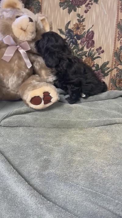 Zelfa, a female Shih Tzu and Poodle - Toy  for sale in Wrightsville, GA – 9 of 10