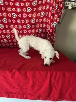 Dawson, a male Bichon Frise for sale in Wrightsville, GA – 6 of 10