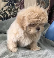 Omora, a female Shihpoo and Shih Tzu for sale in Wrightsville, GA – 2 of 10