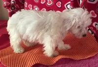 Claire, a female Bichon Frise and Shihpoo for sale in Wrightsville, GA – 3 of 8