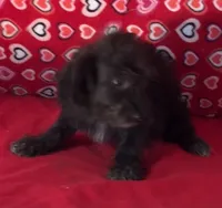 Cyrano, a male Yorkshire Terrier and Poodle - Toy  for sale in Wrightsville, GA – 3 of 10