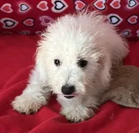 Tamaka, a female Bichon Frise for sale in Wrightsville, GA – 2 of 10
