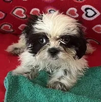 Eunice, a female Shih Tzu for sale in Wrightsville, GA – 5 of 10