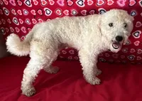 Padget, a male Bichon Frise for sale in Wrightsville, GA – 6 of 10