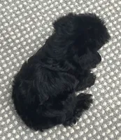 Corette, a female Yorkshire Terrier and Poodle - Toy  for sale in Wrightsville, GA – 3 of 10