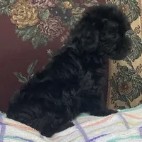 Corette, a female Yorkshire Terrier and Poodle - Toy  for sale in Wrightsville, GA – 5 of 10
