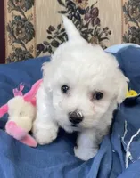Milburn, a  Bichon Frise for sale in Wrightsville, GA – 3 of 10