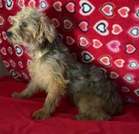 Gideon, a male Yorkipoo for sale in Wrightsville, GA – 9 of 10