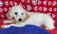 Mimi, a male Poodle - Toy  for sale in Wrightsville, GA – 4 of 10