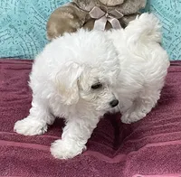 Dalila, a female Bichon Frise for sale in Wrightsville, GA – 1 of 10
