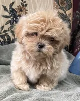 Omora, a female Shihpoo and Shih Tzu for sale in Wrightsville, GA – 5 of 10