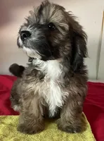 Colton, a male Bichon Frise and Shihpoo for sale in Wrightsville, GA – 8 of 10