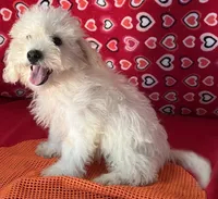 Tilton, a male Bichon Frise for sale in Wrightsville, GA – 3 of 10