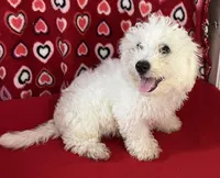 Dawson, a male Bichon Frise for sale in Wrightsville, GA – 8 of 10