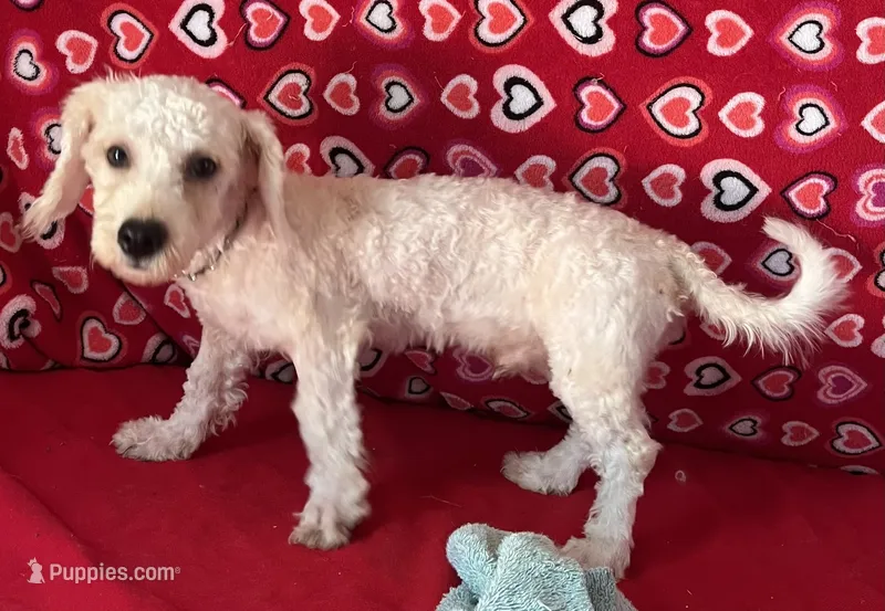 Delwin – Bichon Frise puppy for sale in Wrightsville, GA