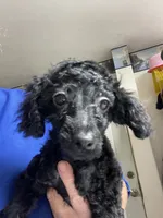 Wylie, a female Poodle - Toy  for sale in Wrightsville, GA – 9 of 10