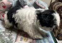 Earl, a male Shih Tzu for sale in Wrightsville, GA – 4 of 8