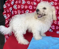 Dawson, a male Bichon Frise for sale in Wrightsville, GA – 8 of 10