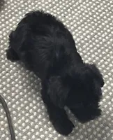 Corette, a female Yorkshire Terrier and Poodle - Toy  for sale in Wrightsville, GA – 8 of 10