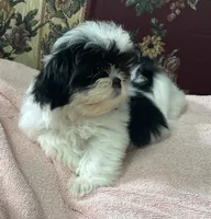 Nadia, a female Shih Tzu for sale in Wrightsville, GA – 6 of 10