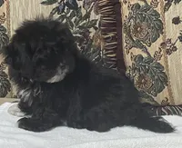 Zophia, a female Shih Tzu and Poodle - Toy  for sale in Wrightsville, GA – 7 of 8