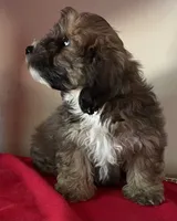 Colton, a male Bichon Frise and Shihpoo for sale in Wrightsville, GA – 3 of 10
