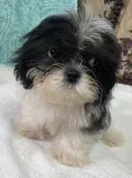 Nahum, a male Shih Tzu for sale in Wrightsville, GA – 3 of 7