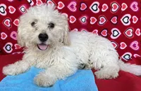 Dawson, a male Bichon Frise for sale in Wrightsville, GA – 4 of 10