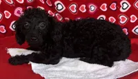 Idra, a female Poodle - Toy  for sale in Wrightsville, GA – 10 of 10