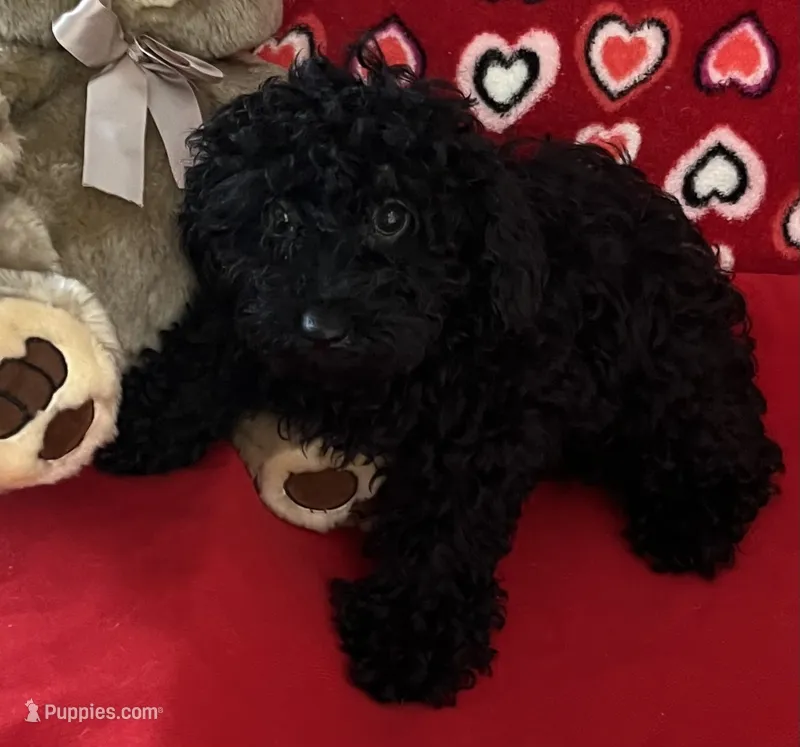 Wylie – Poodle - Toy  puppy for sale in Wrightsville, GA