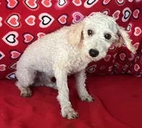 Mimi, a male Poodle - Toy  for sale in Wrightsville, GA – 5 of 10