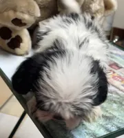 Elisha, a male Shih Tzu for sale in Wrightsville, GA – 2 of 10