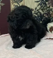Ovidio, a male Shihpoo and Shih Tzu for sale in Wrightsville, GA – 4 of 10