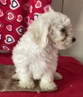 Charlotte, a female Bichon Frise and Shihpoo for sale in Wrightsville, GA – 8 of 9