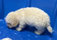 Snow, a male Poodle - Toy  and Bichpoo for sale in Wrightsville, GA – 7 of 10
